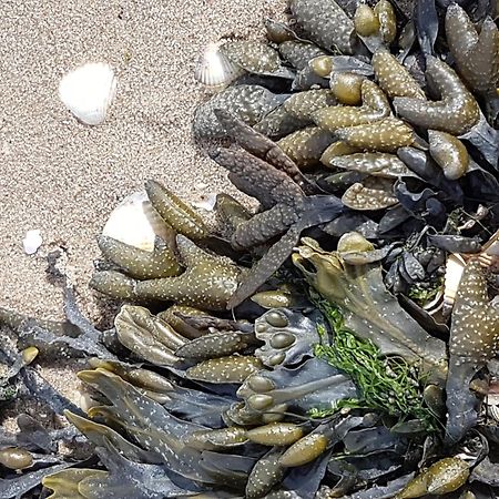 Haus Am Meer Eckwarden Butjadingen Zewnętrze zdjęcie