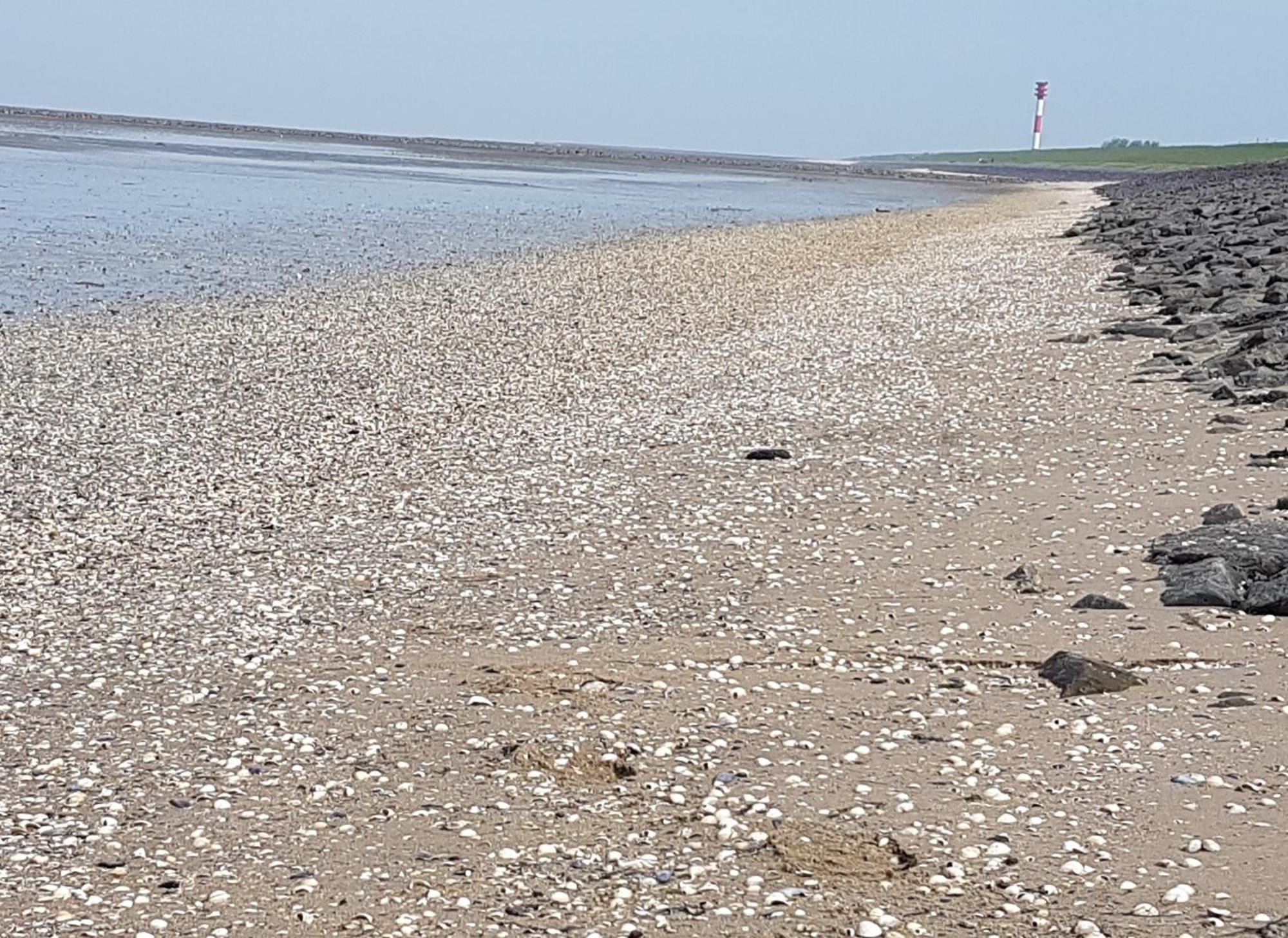 Haus Am Meer Eckwarden Butjadingen Zewnętrze zdjęcie