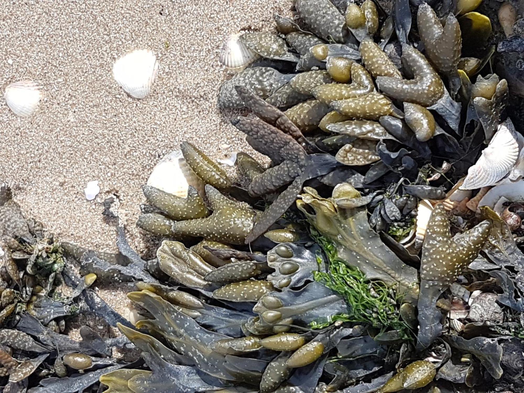 Haus Am Meer Eckwarden Butjadingen Zewnętrze zdjęcie